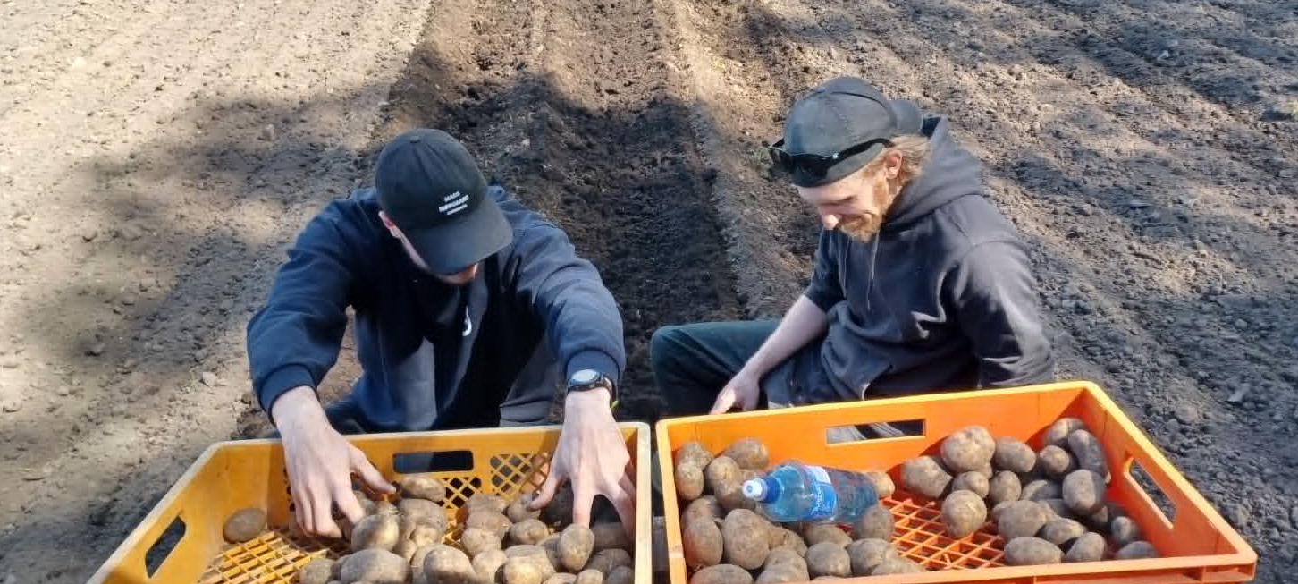 Potatis